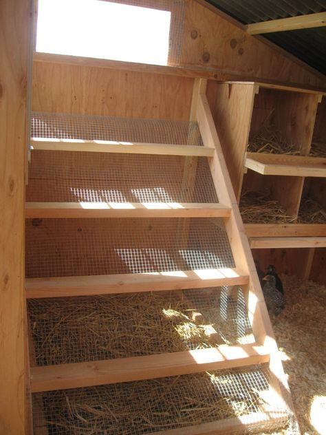 Colbert Coop | BackYard Chickens 2x4 Roosting Bars, Chicken Roosting Ladder, Chicken Enclosure, Chicken Roost, Walk In Chicken Coop, Small Chicken Coops, Easy Chicken Coop, How To Raise Chickens, Chicken Tractors