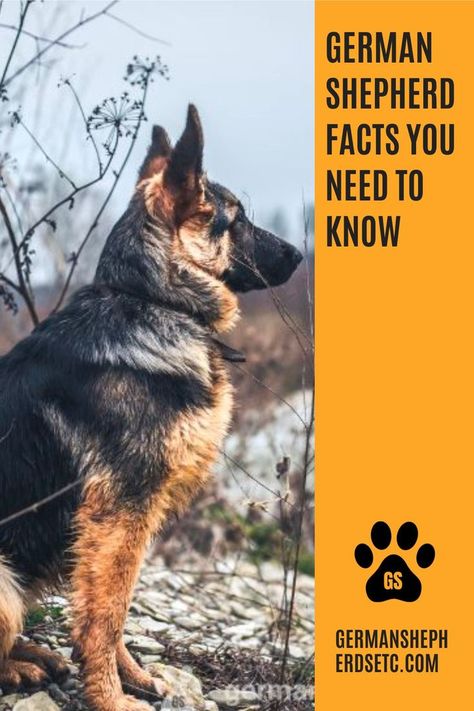 German Shepherd Dog sits German Shepherd Facts, German Shepherd Breeds, Popular Dog Breeds, Shepherd Dogs, Popular Dog, German Shepherd Dog, German Shepherds, German Shepherd Dogs, Shepherd Dog