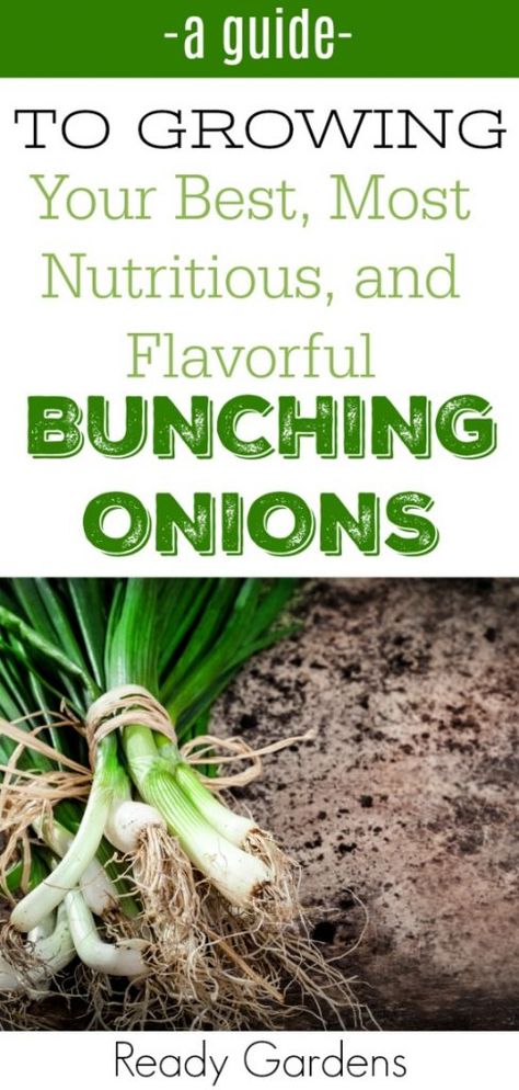 One thing is for sure, bunching onions are super easy to grow. Check out our growing guide for garden tips at Ready Gardens! Bunching Onions, Growing Onions, Types Of Christmas Trees, Gardening Techniques, Growing Tips, Veg Garden, Home Vegetable Garden, Growing Tomatoes, Organic Plants