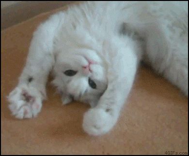 Cats! - GIF. Söt Katt, 웃긴 사진, Cute Kittens, Crazy Cat Lady, Cat Gif, 귀여운 동물, Animal Gifs, Crazy Cats, Cat Love