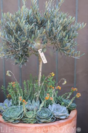 Roger's Gardens - Olive & Succulent Pot | Fern | Flickr Olive Tree Patio, Tuscany Patio, Mediterranean Front Door, Olive Tree Garden, Olive Trees Landscape, Olive Trees Garden, Olivier En Pot, Potted Olive Tree, Potted Ferns