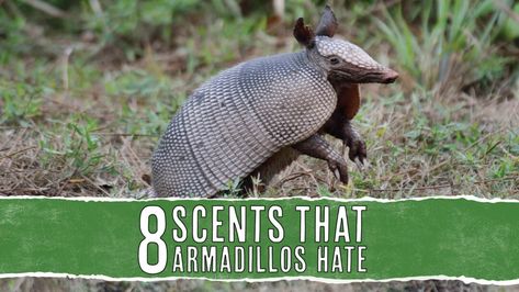 How To Get Rid Of Armadillos In Yard, Armored Animals, Repellent Diy, Pine Essential Oil, Natural Repellent, Vinegar Uses, Essential Oil Scents, Diy Yard, Garden Pests