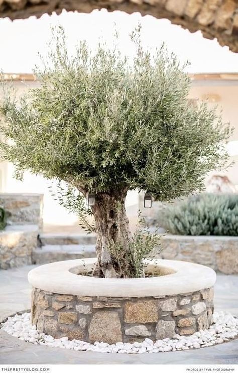 European Style Garden, Deck Alternatives, Reka Bentuk Landskap, Olive Trees Garden, وابي سابي, Greek Garden, Mediterranean Garden Design, Provence Garden, Tanaman Pot