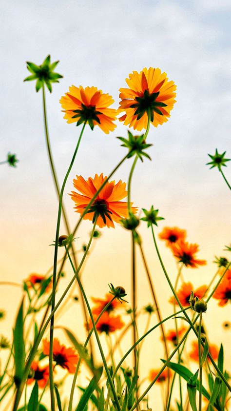 Cosmos field, flowers, summer, 720x1280 wallpaper Flower No Background, Sundrop Flower, Flower Hd Wallpaper, Wallpaper Sunflower, People In Nature, Fav Flower, Flower Hd, Oc Aesthetic, Pink Cover