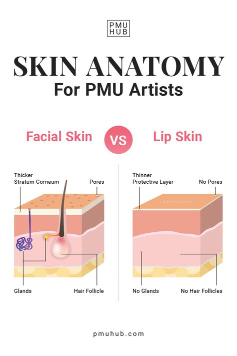 Do you know all the differences between facial skin vs lip skin anatomy? These distinctions are very important for PMU artists to acknowledge because they help you better understand just how much pressure you need to put to be able to implement PMU pigment into the lips properly - but not cause any complications. Benefits Of Permanent Makeup, Lips Anatomy, Lip Anatomy, Pmu Studio Ideas, Pmu Lips, Mircoblading Eyebrows, Permanent Makeup Training, Pmu Artist, Lip Permanent Makeup