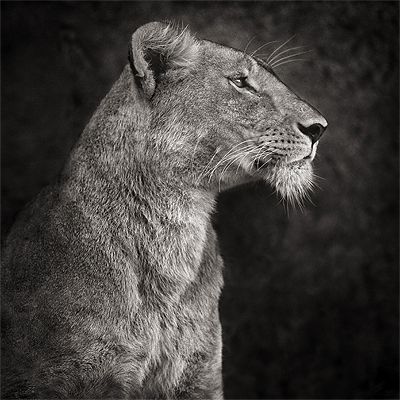 Portrait of Lioness Against Rock, Serengeti, 2007 Nick Brandt, African Wildlife Photography, Lion And Lioness, African Wildlife, A Lion, African Animals, White Photo, Big Cats, Wildlife Photography