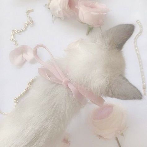 Dolette Aesthetic Icons, Doll Aesthetic Pink, Cat Pink Aesthetic, Dolette Coquette, Melody Core, My Melody Aesthetic, Coquette Widgets, Soft Pink Icons, Coquette Whispers