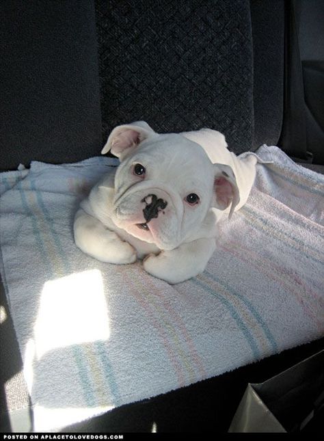 White Bulldog, Cute Bulldogs, English Bulldog Puppies, Pet Photos, English Bulldog Puppy, Cute Pet, Bulldog Puppies, Cute Creatures, Baby Dogs