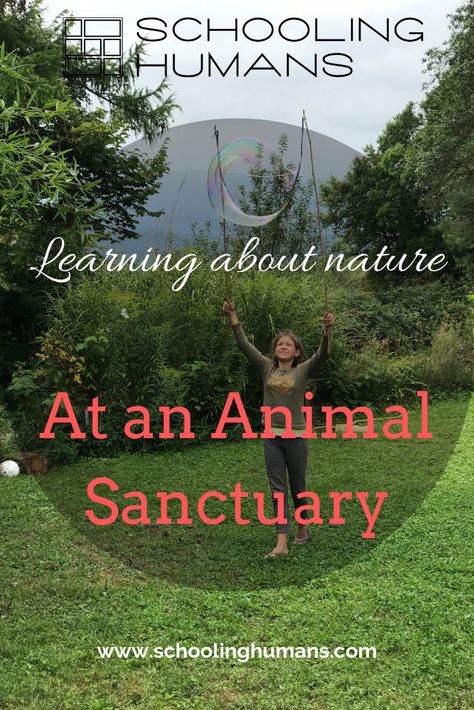 Kids learn about nature, the environment and how to care for animals at this animal sanctuary in Slovenia. Read the story and watch the video to learn more about 'In a Fairytale' sanctuary. Animal Sanctuary Ideas, Family And Consumer Science, About Nature, Teaching Children, Animal Sanctuary, Human Services, Education And Training, Shop Ideas, An Animal