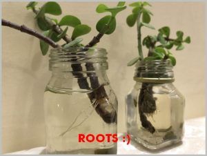 Rooting succulents in water - Propagate Jade Plant | GARDENING FOR BEGINNERS How To Propagate Jade Plant In Water, Jade Plant In Water, Jade Propagation, Propagating Jade Plants, Rooting Succulents, Propagate Jade Plant, Succulents In Water, Plant In Water, Elephant Food