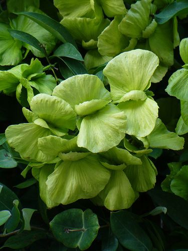 Mascagnia macroptera - Yellow Butterfly Vine Butterfly Vine, Pinterest Garden, Variegated Plants, Yellow Butterfly, Foliage Plants, Leaf Flowers, Exotic Plants, Carrot Cake, Gardening Ideas