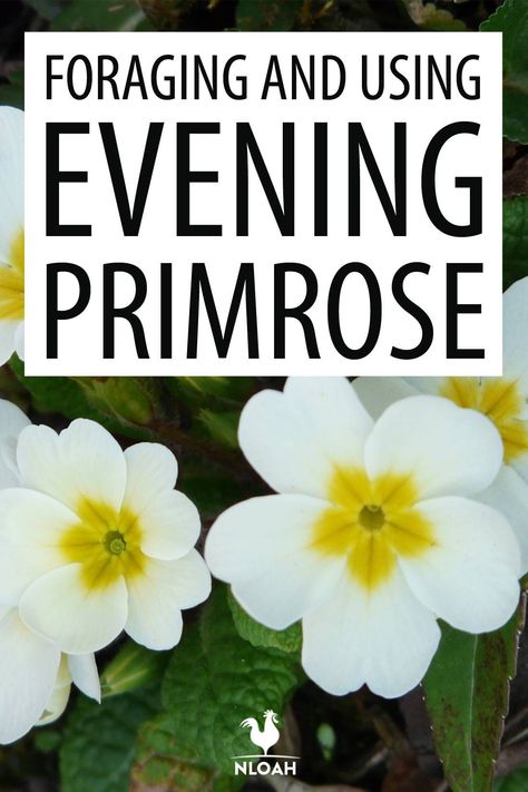 Evening Primrose Benefits, Bergamot Flower, Primrose Plant, Evening Primrose Flower, Medicine Garden, Diy Medicine, Wild Foraging, Wild Food Foraging, Plant Benefits