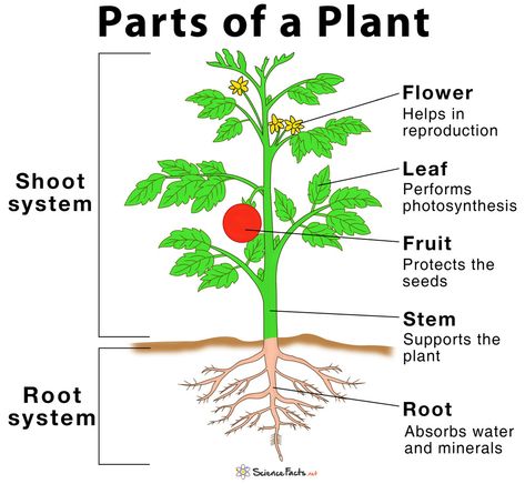 Main Parts of a Plant, Their Functions, Structure, Diagram Plants Worksheets, Cells Worksheet, Materi Bahasa Inggris, Planting For Kids, Plant Structure, Plant Help, Structure And Function, Plant Cell, Parts Of A Flower