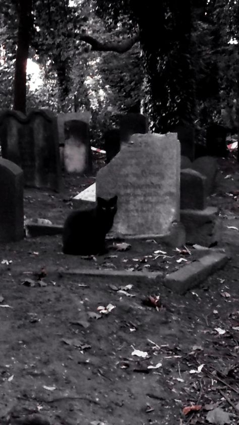 Black cat at cemetery goth dark gothic aesthetic Cat Wallpaper Aesthetic Black, Goth Wallpapers, Starflesh Core, Black Cat Aesthetic, Witch Core, Goth Stuff, Pet Sematary, Gothic Aesthetic, A Black Cat