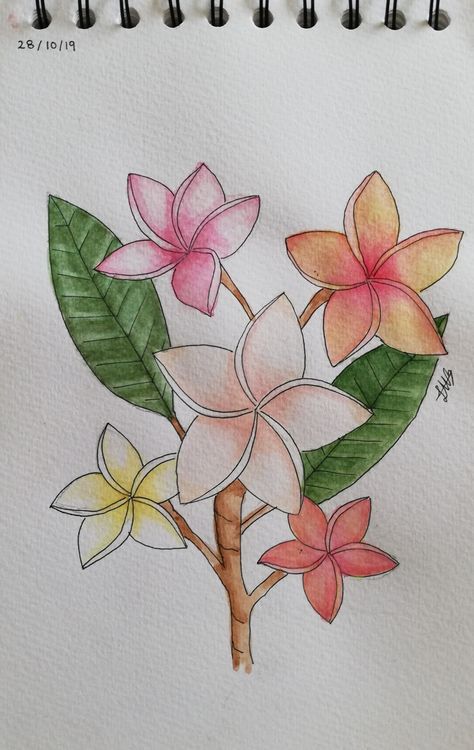 Plumeria (Frangipán) 28/10/19 Watercolor & ink. Plumeria Watercolor Painting, Plumeria Drawing, Plumeria Watercolor, Plumeria Tattoo, Mandala Drawings, Watercolor Pencil Art, Easy Mandala, Easy Mandala Drawing, Plumeria Flowers