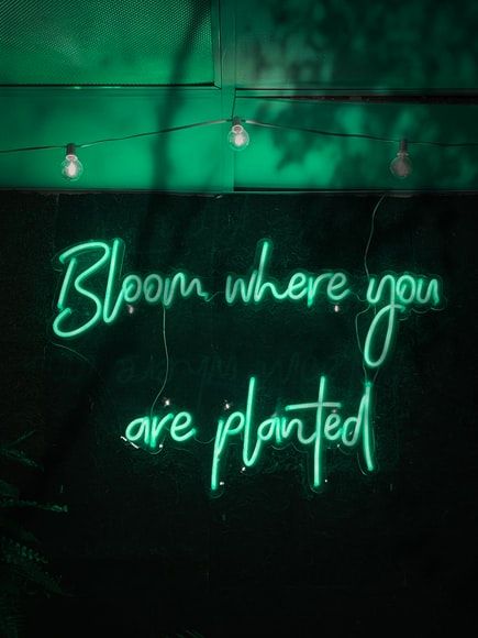 Green Quote Wallpaper, Emerald Green Bedrooms, Dark Green Wallpaper, Green Quotes, Green Name, Quote Wallpaper, Magic Quotes, Dark Green Aesthetic, Bloom Where You Are Planted