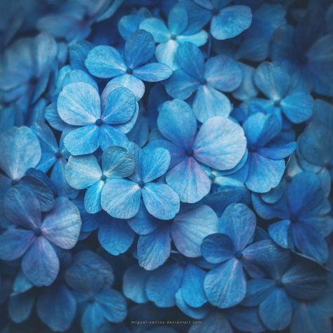 Medium Blue Aesthetic, Rhapsody In Blue, Everything Is Blue, Hydrangea Macrophylla, Blue Hydrangea, Pride Flag, New Wall, Pride Flags, Proud To Be