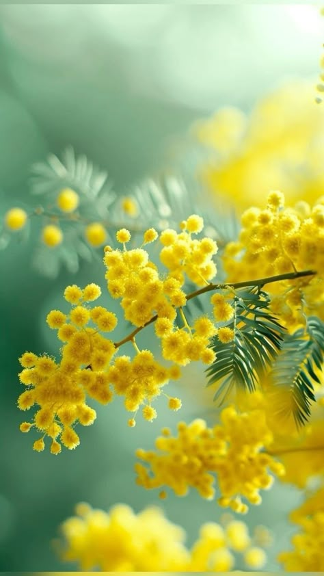 Acacia Dealbata, Fleurs Art Nouveau, Flower Trees, Mimosa Flower, Very Beautiful Flowers, Flower Close Up, Australian Native Flowers, Hd Nature Wallpapers, Blossom Garden