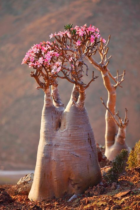 Adenium obesum. Desert Flower | Booman Floral | Flickr Weird Trees, Desert Rose Plant, Tanaman Indoor, Adenium Obesum, Socotra, Flowers Growing, Weird Plants, Matka Natura, Plant Fungus