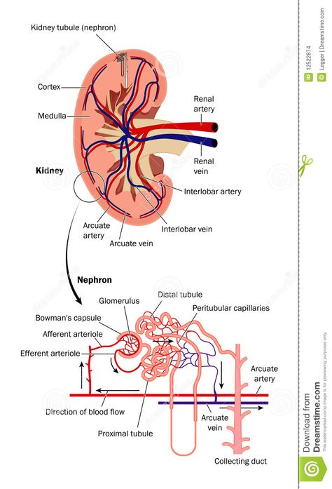 Illustration about Diagram of blood flow through the kidney showing detail of kidney tubule (nephron). Illustration of distal, urine, henle - 12522874 Digestive System Anatomy, Kidney Anatomy, Medical Terminology Study, Human Body Facts, Basic Anatomy And Physiology, Nursing School Survival, Human Body Anatomy, Nursing School Studying, Medicine Student