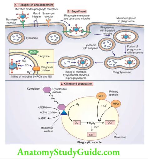 Complement System, Granulation Tissue, Hypertrophic Scars, C Reactive Protein, Reactive Oxygen Species, Pharmacy School, Inflammation Causes, Anatomy Study, Chronic Inflammation