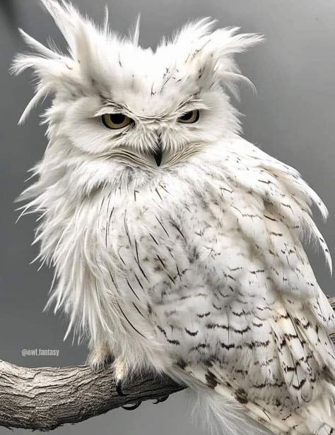 Snow Owl Aesthetic, Snowy Owl Drawing, Sooty Owl, Owl Aesthetic, Owls Cute, Snowy Owls, Owl Photography, Cutee Animals, Animal Illustration Art