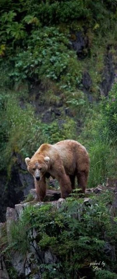 Brown Bear Kodiak Alaska, Kodiak Island, Bear Standing, Kodiak Bear, Photo Animaliere, Bear Pictures, Grizzly Bear, Wild Life, Black Bear