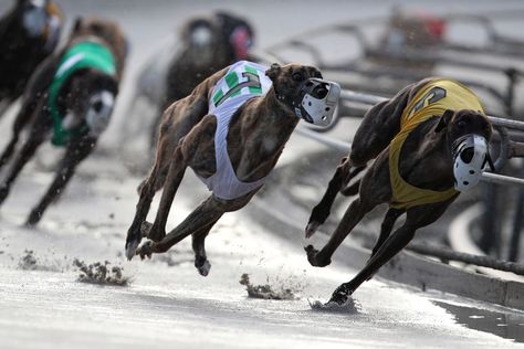 Dog Racing, Racing Dogs, Greyhound Racing, Greyhound Adoption, Greyhounds Racing, Best Dog Training, Grey Hound Dog, Sporting Dogs, Hound Dog