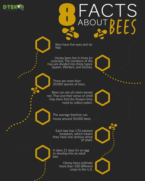 Facts About Bees, Fun Facts About Bees, Honey Bee Facts, World Bee Day, Bee Hive Craft, Bird House Plans Free, Scientific Poster, Beekeeping For Beginners, Bee Friendly Garden