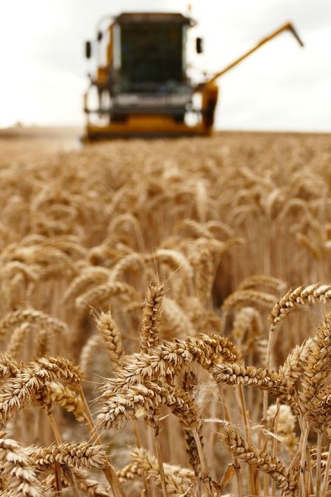 Farming Photo, Depth Of Field Photography, Deep Depth Of Field, Fields Of Gold, Photography Contest, Wheat Field, Field Of Dreams, Wheat Fields, Down On The Farm