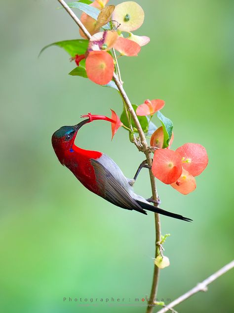 Crimson Sunbird Kinds Of Birds, Colorful Bird, Exotic Birds, Pretty Birds, Colorful Birds, Little Birds, Small Birds, Birds Of Paradise, Wild Birds