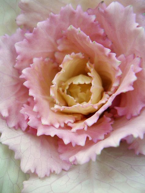 Ornamental Kale - Pink Flowering Kale, Cabbage Flowers, Fall Container Gardens, Ornamental Cabbage, Ornamental Kale, Types Of Herbs, Cabbage Roses, Ornamental Plants, Rabbit Hole