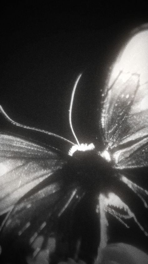 DARK BLOOD || ENHYPEN Dark Blood, A Butterfly, Black And White, White, Black