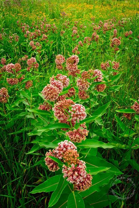 Milkweed Prairie- Asclepias Sullivantii Wisconsin Landscape, Native Michigan Plants, Michigan Landscape Photography, Michigan Wildflowers Native Plants, Wisconsin Native Wildflowers, Michigan Nature, Pretty Flowers Pictures, Milkweed Plant, Wildflower Photo