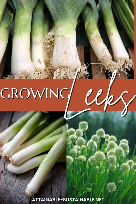 Growing leeks in your garden is a great way to get their delicious flavor right into your kitchen. Learn to grow leeks from seed, in containers, and in your garden beds! Growing Leeks, Onion Leeks, Growing Onions, Garden Plots, Organic Produce, Food Garden, Grow Your Own Food, Growing Food, Garden Spaces