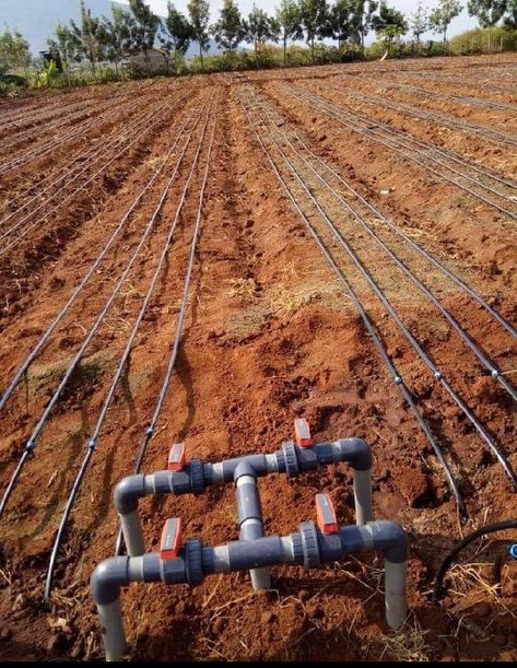 Drip irrigation with hydrants to irrigate land in sections Irrigation System Design, Decorative Solar Garden Lights, Irrigation Diy, Vertical Vegetable Gardens, Farming Technology, Crop Farming, Garden Watering System, Vegetable Garden Planner, Irrigation Systems