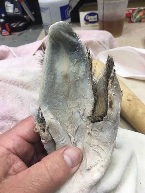 Deer Ear Rebuilding For Mounting | Taxidermy.net Forum Taxidermy Shop, Deer Taxidermy, Deer Ears, Taxidermy Decor, Deer Mounts, Taxidermy Mounts, Ear Parts, The Ear, Photo Reference