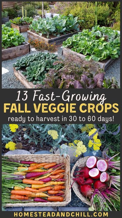 Up against the clock, with winter on the horizon? Don't let that stop you from gardening in the fall! Come discover the top 13 fastest growing cool season crops for your fall garden - some ready to… Veg Growing, Gardening Party, Florida Backyard, Fast Growing Vegetables, Fall Crops, Saving Seeds, Inner Garden, Homesteading Tips, Tattoo Plant