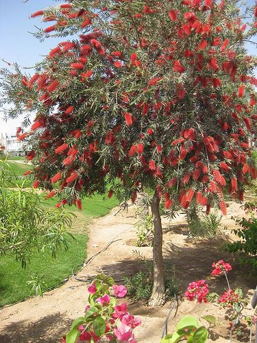 Bottle brush - 15g (49.95) Grow to 10-15ft tall which will take 4-5 years.  Bring in a lot of butterflies and hummingbirds. Bottle Brush Trees Landscape, Plants With Red Flowers, Bottle Brush Plant, Bottlebrush Buckeye, Bottle Bush, Bottlebrush Plant, Bottlebrush Trees, Florida Landscaping, Australian Native Garden