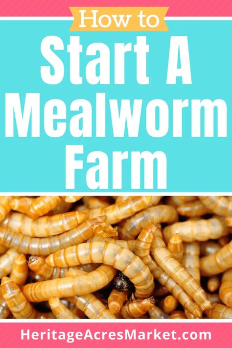 Meal Worms For Chickens, Mealworms For Chickens, Raising Mealworms, Chicken Composting, Worm Farm Diy, Meal Worms Raising, Mealworm Farm, Meal Worms, Homesteading Ideas