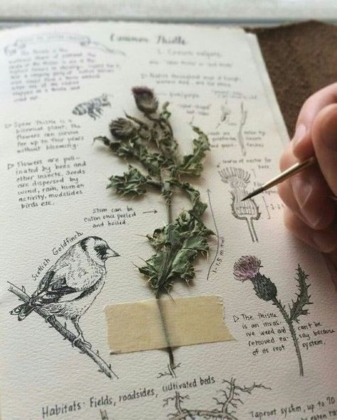 Kunstjournal Inspiration, Green Academia, Botanisk Illustration, Istoria Artei, Buku Skrap, Sketchbook Pages, Assemblage Art, Nature Journal, Flowers Plants