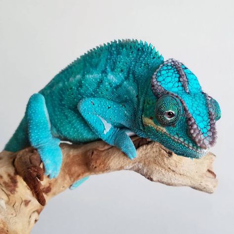 Blue Demon an amazing looking cham cant wait to breed him #nosybe #pantherchameleon #chameleon #camaleon #nosybepantherchameleon #furciferpardalis #chamkingdom #igersmadagascar #chameleonkingdom #dinosaur #dinosaurs #reptile #igersmadagascar #risemadagascar #reptilesofig #exoticpets #chameleons #madagascar #lizards #pets #petsofig #chameleonforum #lizardsofinstagram #lizardsofig #chameleonlover #chameleonlovers #chameleons_of_instagram #chameleonsofinstagram #chameleonforums #futurebreeder...