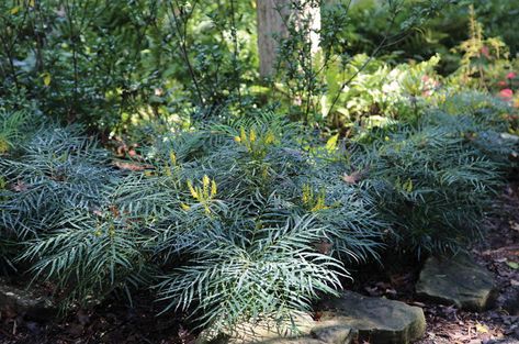 Get to know Soft Caress Mahonia. Its golden spikes of color and finely textured foliage dazzle in the shade garden. Soft Caress Mahonia, Southern Living Plant Collection, Southern Living Plants, Shade Garden Plants, Texas Gardening, Asian Garden, Foundation Planting, Easy Landscaping, Garden Shrubs