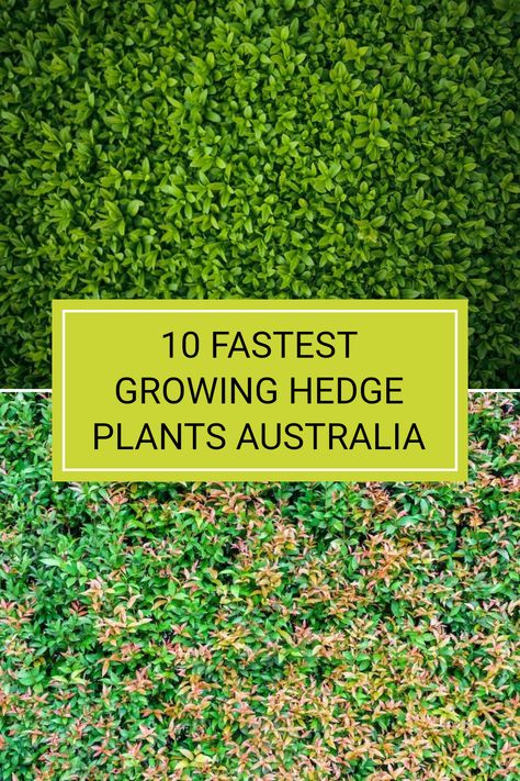 If you're looking to create a quick privacy screen in your garden, check out these 10 fastest growing hedge plants perfect for Australian climates. One stunning option includes the Weeping Lilly Pilly, known for its lush greenery and rapid growth rate. These hedges not only add privacy but also enhance the beauty of your outdoor spaces. Looking for something that flourishes quickly? Explore our full article to discover these variety plant secrets that thrive in Australian gardens. Narrow Hedges Privacy Screens, Lily Pilly Hedge, Screening Plants Australia, Lilly Pilly Hedge, Fast Growing Hedge Plants, Murraya Paniculata, Australian Gardens, Hedge Plants, Fast Growing Hedge