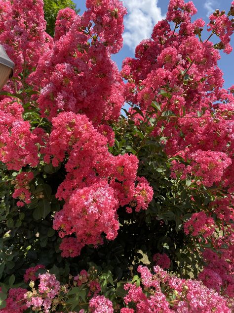 Crepe Myrtle Trees Lining Driveway, Tuscarora Crape Myrtle, Flower Bed Around Crepe Myrtle, Muskogee Crape Myrtle, Tattoo Bouquet, Crepe Myrtle Tuscarora, Crepe Myrtle Trees, Filler Flowers, Myrtle Tree