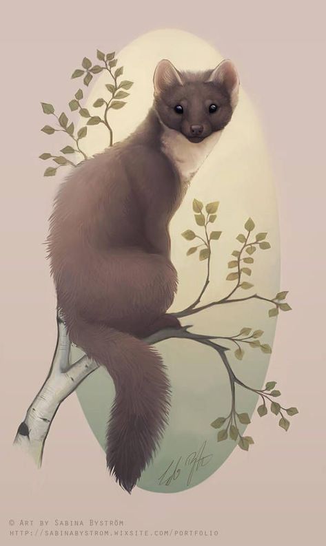 Pine Marten Drawing, Marten Illustration, Weasel Art, Pine Marten, Dark Materials, His Dark Materials, Dark Material, Creature Concept Art, Animal Sketches