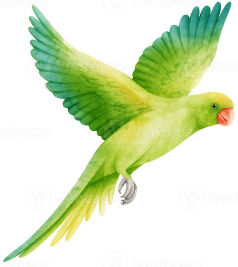 Watercolor parakeet parrot bird illustration Flying Parrot Drawing, Green Parrot Drawing, Alleyway Garden, Parrot Embroidery Design, Parrot Illustration, Parrot Drawing, Handmade Decorative Items, Parakeet Bird, Green Parrot