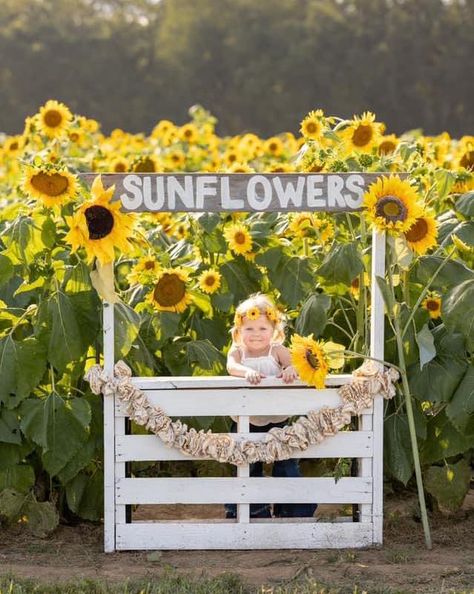 Sunflower Photo Booth, Farm Photo Props, Fall Photo Booth, Pumpkin Patch Farm, Sunflower Patch, Farm Games, Cut Flower Farm, Farm Fun, Sunflower Photo