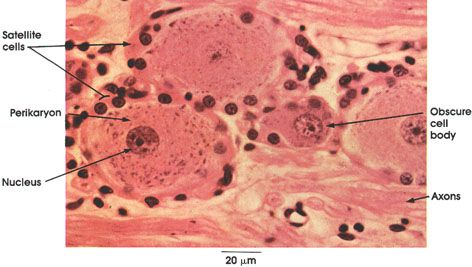 Plate 6.102 Dorsal Root Ganglion: Cell Bodies Dorsal Root Ganglion, Motor Neuron, Spinal Cord, Medical Science, Nerve, Nervous System, Anatomy, Disease, Matter