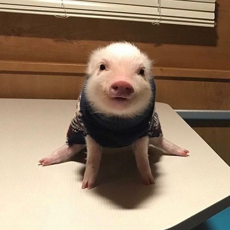 219 Likes, 3 Comments - FLARE (@flaremag) on Instagram: “Who knew a pig in a sweater was all I needed to reach peak happiness? (#regram: @prissy_pig) . .…” Baby Animals, Animals